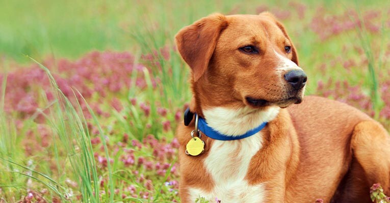 Terrain D.O.G. Brahma Webb Hundehalsband – Wasserdicht, Robust, 2,5 X 53,3 Cm, Blaze Orange Für Sichtbarkeit