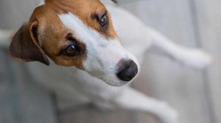 Hund wartet auf Hundefutter