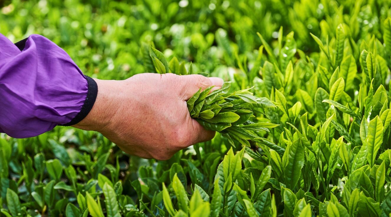 Teeblätter für die Matcha Produktion